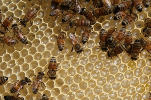Parasites, pesticides, climate change linked to loss of honey bee colonies - UPI.com