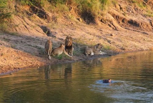 Hippo sneaks up on lions at South Africa dam