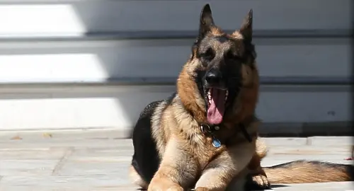Dogs - cover