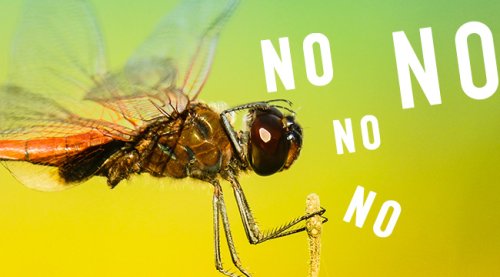 Female Dragonflies Are Faking Their Death To Avoid Males And The Internet Is Like, We Feel You Girl