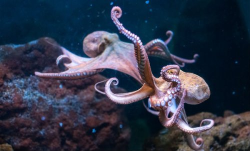 Don’t Look Now, But Octopuses Are Taking Over The Ocean