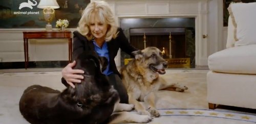 Dr. Jill Biden Used The Return Of Dogs To The White House As An Excuse To Share A Mask PSA