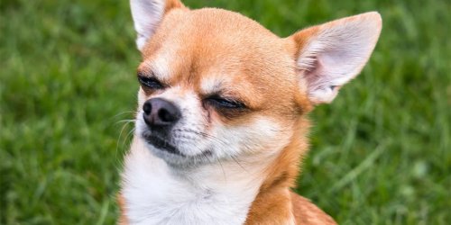 Your dog knows when you’re lying, and they’re quietly judging you for it