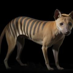 Century-old samples reveal the brain of the Tasmanian tiger