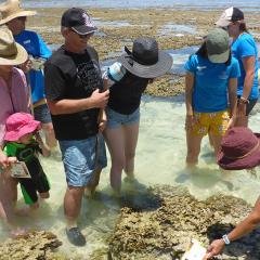 20 years of citizen science backs up findings on coral bleaching