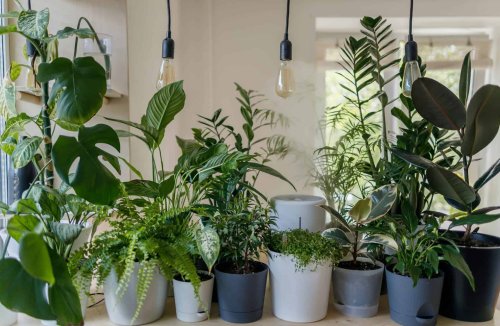 Caring For Houseplants: Tips, Tricks And Products You Need
