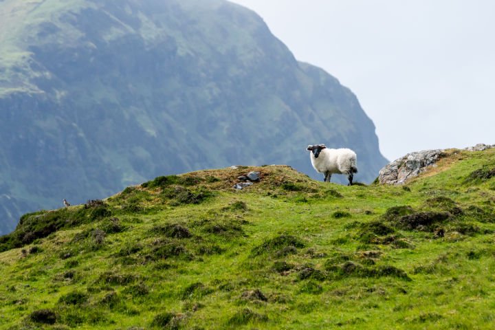 Thinking About a Move to Ireland? | TravelPirates