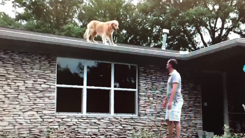 Roof-jumping dog in Texas startles passersby