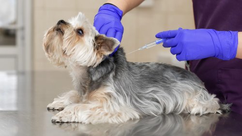 More than half of dog owners are suspicious of rabies and other vaccines, new study finds