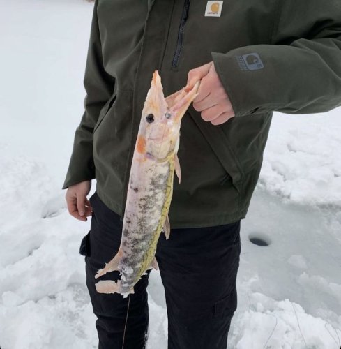 Ice fisherman catches odd-looking fish that was considered suspicious