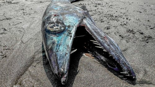'Twilight Zone' fish with fangs found on Oregon beach. 'I wouldn't touch it'
