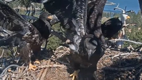 Bald eagle couple Jackie and Shadow's eaglets Sunny and Gizmo should be flying soon