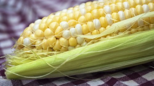 How long does it take to boil corn on the cob? A guide to perfectly cook the veggie