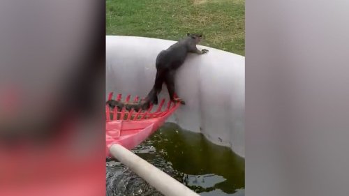 Watch this caring duo team up to save struggling squirrel trapped in a hot tub