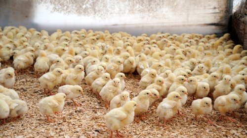 Thousands of chicks left in USPS truck for days sparks rescue mission by Delaware shelter