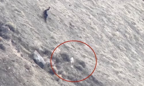 Yellowstone wolf pup flees rival pack in 'epic' downhill chase