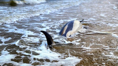 After mass dolphin stranding, Cape Cod residents remain shaken