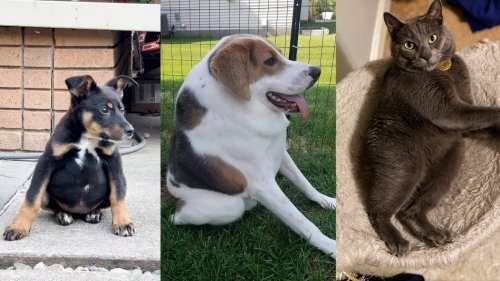Jimothy isn't alone. Meet these pets with short spine syndrome
