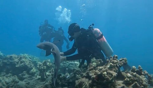 Watch: Diver rescues shark trapped on reef by fishing gear