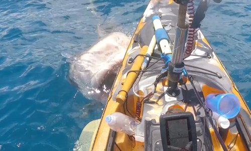 Watch: Tiger shark attacks kayak, angler thinks he knows why