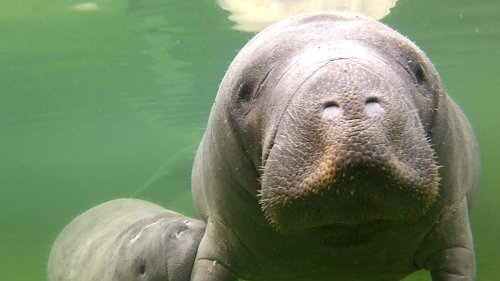 About 1,000 manatees piled together in a Florida park, setting a breathtaking record