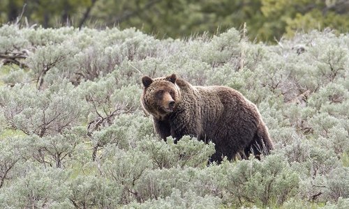 Yellowstone grizzly bear runs for its life, but from what?
