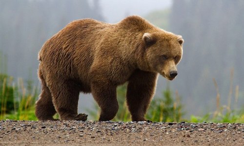 Grizzly bear attacks hiker in surprise encounter; no time to react