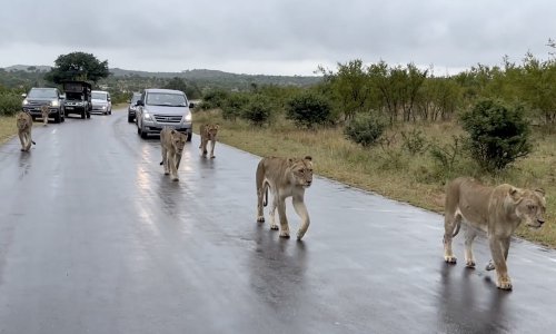 Watch: Lions take over highway and tourists are in awe