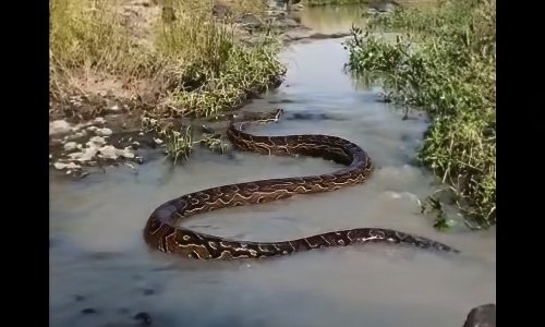 Watch: Safari guests encounter massive python in Kenya stream