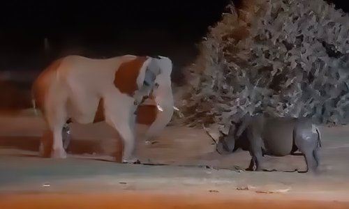 Watch: Elephant, rhino square off in surreal 'clash of titans'