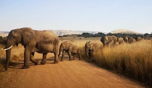 Long procession of elephants halts safari; 'Look at the baby'