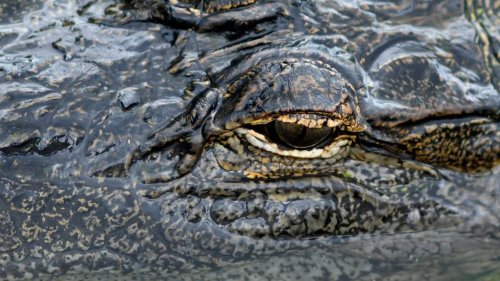 This Florida golf course is known for massive alligators, but that didn't stop a black belt