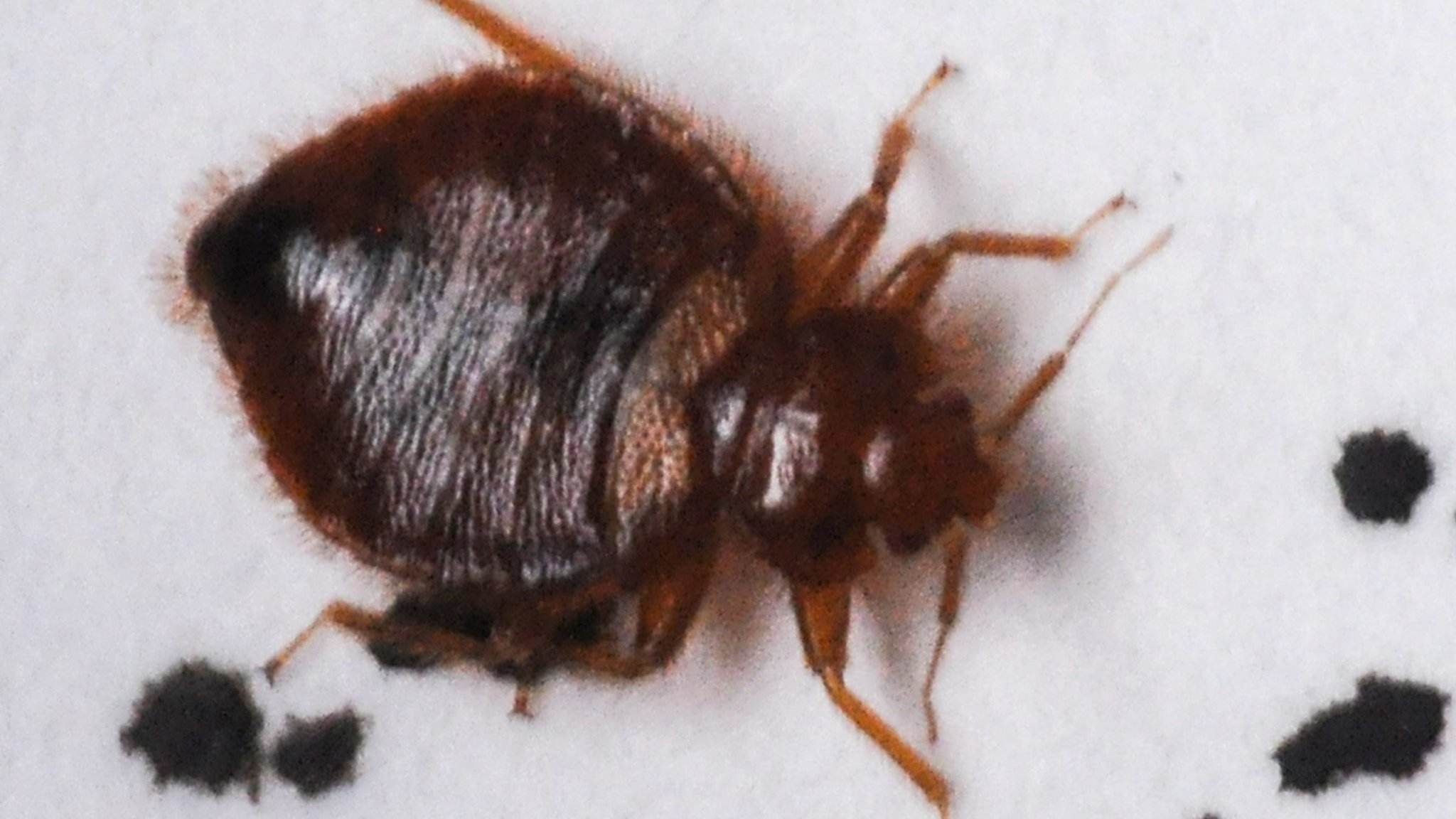 How to protect yourself from bed bugs when you travel