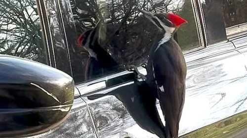 Why are woodpeckers attacking cars and ruffling feathers of US homeowners?