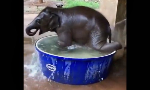 adorable elephant