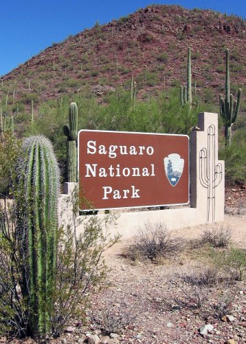 8 wild animals and plants you can discover at Saguaro National Park