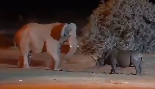 Watch: Elephant, rhino square off in surreal 'clash of titans'