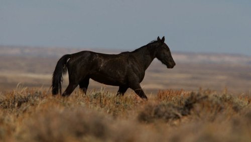 Robert Redford: Protect our wild horses