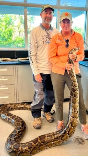 Biologists wrestle massive 16-foot python from Florida canal