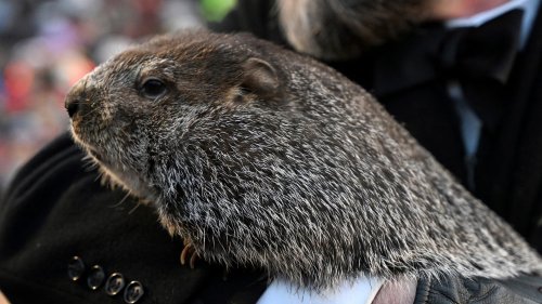 Punxsutawney Phil is a dad! See the 2 groundhog pups welcomed by Phil and his wife, Phyllis