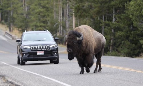 Watch: Yellowstone bison, feeling ornery, rams tourist's car