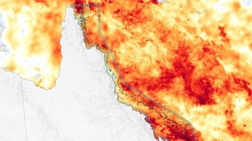 Scientists warned about warm oceans devastating coral. It's happening at a massive scale.