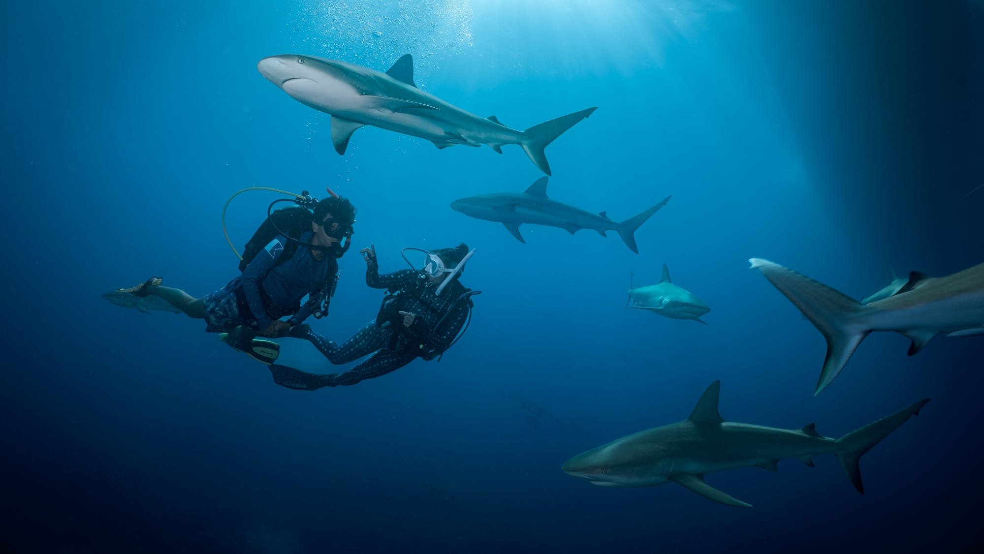 Bucket list travel: The 6 best places to scuba dive with sharks