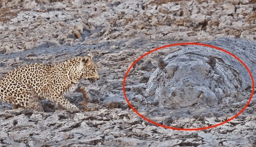 Watch: Leopard shocked by camouflaged hippo in its fishing hole