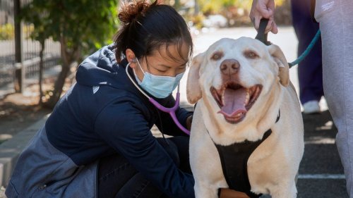 Dog respiratory illness remains a mystery, but scientists researching potential new pathogen