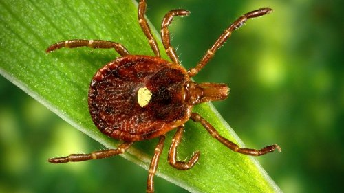 Do you live near the lone-star tick? Map shows where most alpha-gal cases occur