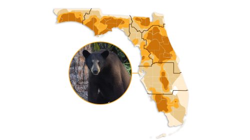 Florida bear hunt decision looms: See where black bears may be harvested