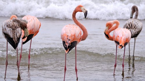 A 'pink wave' of flamingos has spread to Wisconsin, Missouri and Kansas. What's going on?