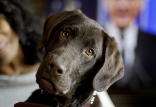 super bowl commercial the farmers dog