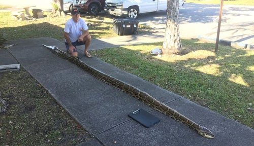 Python hunter captures a record 18-footer